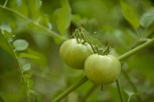 Two green tomatoes growing on a vine, surrounded by lush green leaves.