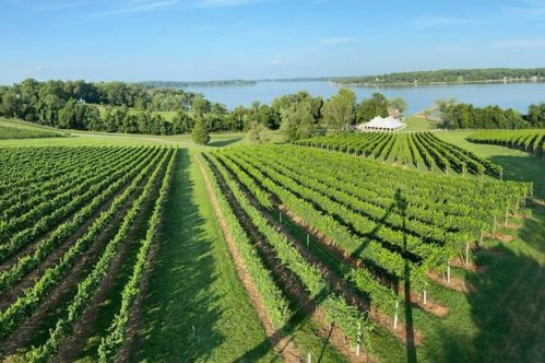 Aerial view of lush green vineyards with a lake in the background and a white tent in the distance.