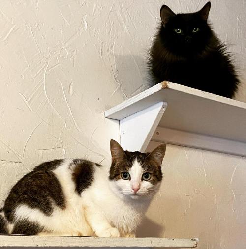 Two cats on shelves: a white and gray cat on the bottom and a fluffy black cat on the top, both looking at the camera.