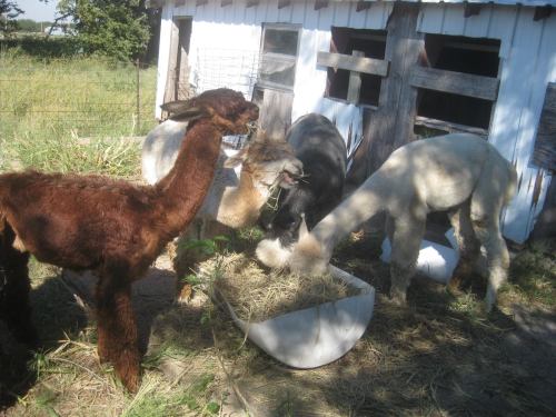 A group of llamas and alpacas eating hay near a rustic barn in a grassy field.