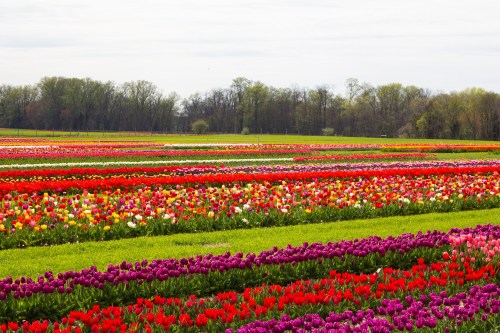 A vibrant field of blooming tulips in various colors, stretching across green grass under a cloudy sky.