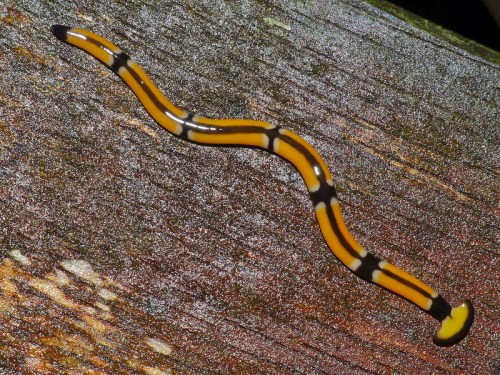 A slender, yellow and black striped worm on a wooden surface.