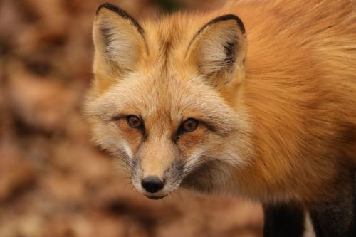 A close-up of a red fox with a bushy orange coat and alert expression, set against a blurred natural background.