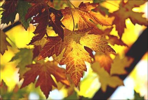 Close-up of vibrant autumn leaves in shades of yellow, orange, and red, illuminated by soft sunlight.
