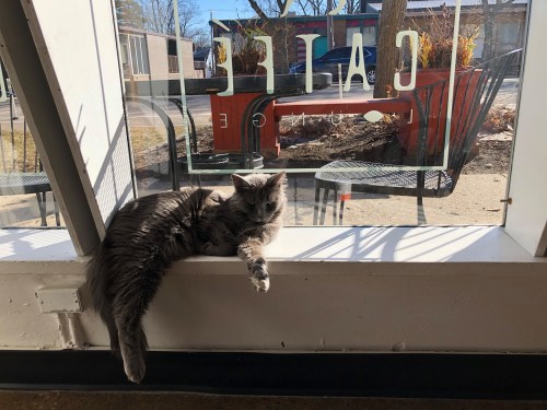 A gray cat lounges on a windowsill, basking in sunlight with a view of outdoor seating.