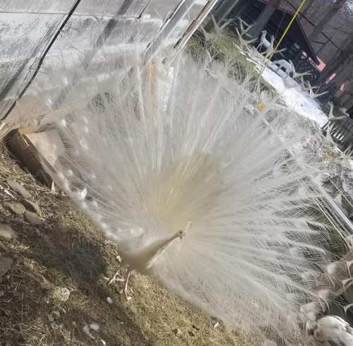 A white peacock displaying its fan-like feathers in a natural setting.