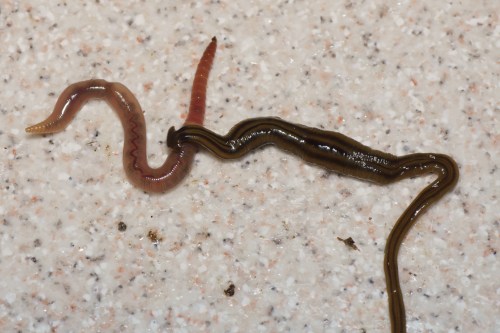 Two different types of worms on a textured surface, one brown and elongated, the other reddish and thinner.
