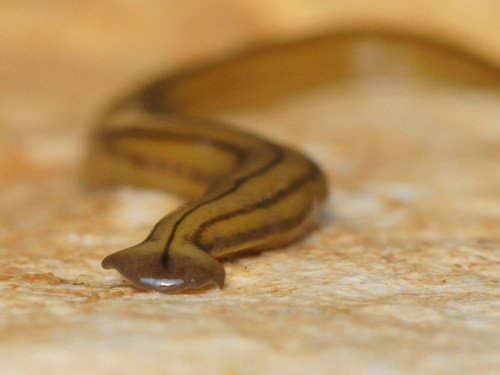 A close-up of a brown and yellow striped slug-like creature on a textured surface.