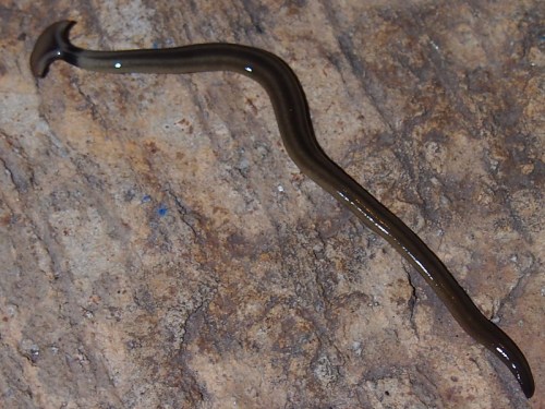 A long, slender, dark brown worm-like creature on a textured surface.