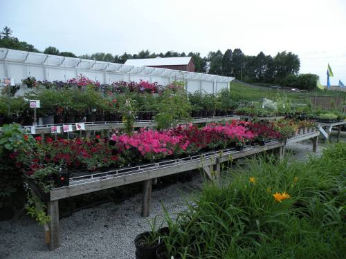 A garden center displaying rows of colorful flowers and plants on wooden tables, with a greenhouse in the background.