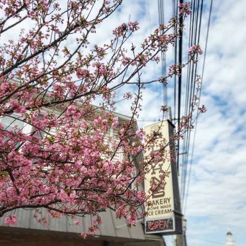 A blooming cherry blossom tree in front of a bakery sign, with a cloudy sky in the background.