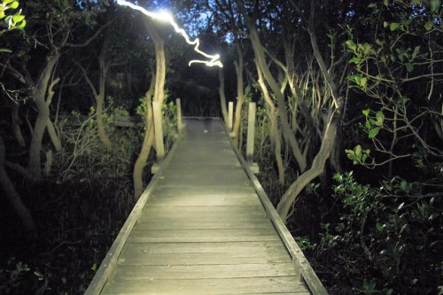 A dimly lit wooden boardwalk winding through a dense, dark mangrove forest.