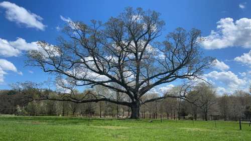 A large, leafless tree stands in a grassy field under a bright blue sky with fluffy white clouds.
