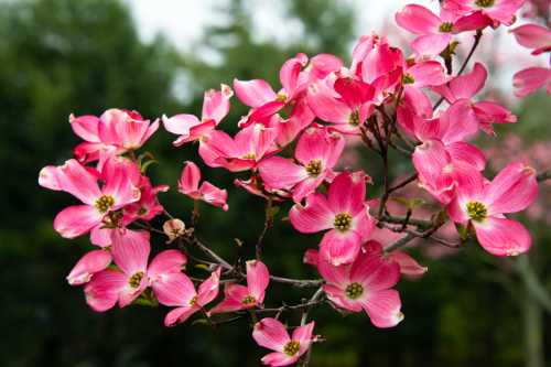 A close-up of pink dogwood flowers blooming on a branch against a blurred green background.