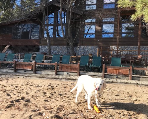 A yellow Labrador retriever stands on a sandy beach near a wooden cabin with chairs and trees in the background.