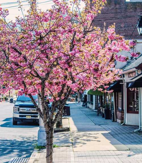 A vibrant cherry blossom tree in full bloom along a sidewalk, with shops and a parked truck in the background.