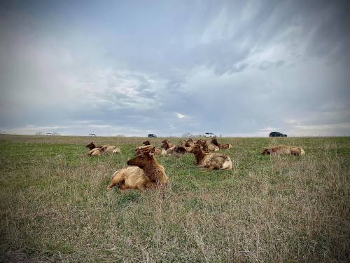 A group of elk resting on a grassy field under a cloudy sky, with vehicles visible in the background.