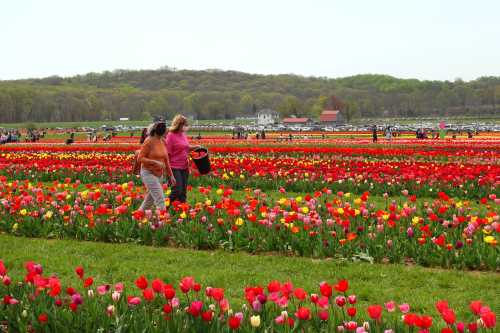 Two women walk through a vibrant tulip field filled with red, pink, and yellow flowers on a sunny day.