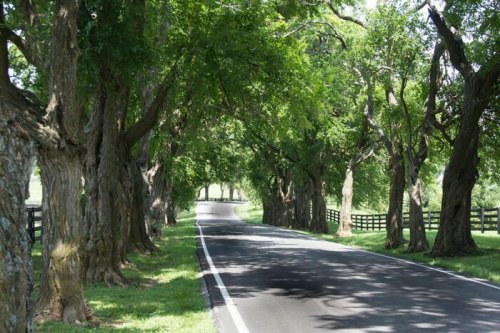 A serene road lined with tall trees, creating a natural canopy over the pavement, leading into the distance.