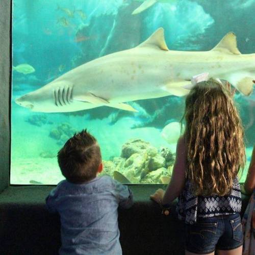 Two children watch a shark swimming in an aquarium, surrounded by various fish and underwater scenery.