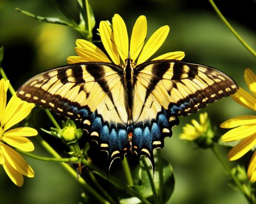 A vibrant yellow and blue butterfly perched on bright yellow flowers in a lush green setting.