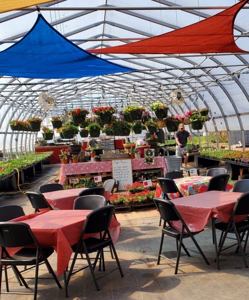 A greenhouse filled with hanging plants, tables covered in colorful cloths, and a person tending to the flowers.