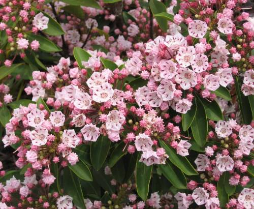 A close-up of clusters of pink and white flowers surrounded by green leaves.