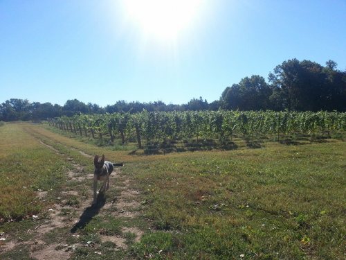 A dog walks along a path in a vineyard under a bright sun, with rows of grapevines in the background.