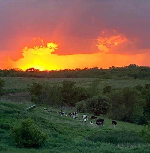 A vibrant sunset casts orange hues over a field with cows grazing in the foreground and trees in the background.