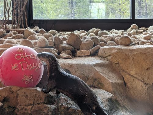 An otter interacts with a pink ball labeled "Otter Days" near a rocky area by a window.