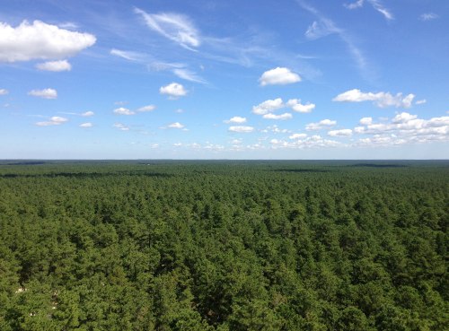 A vast green forest stretches under a blue sky with fluffy white clouds, showcasing a serene natural landscape.