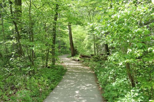 A winding concrete path through a lush green forest, surrounded by vibrant trees and foliage.