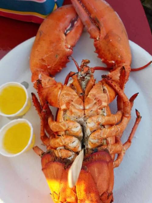 A cooked lobster on a plate, accompanied by two small cups of melted butter.