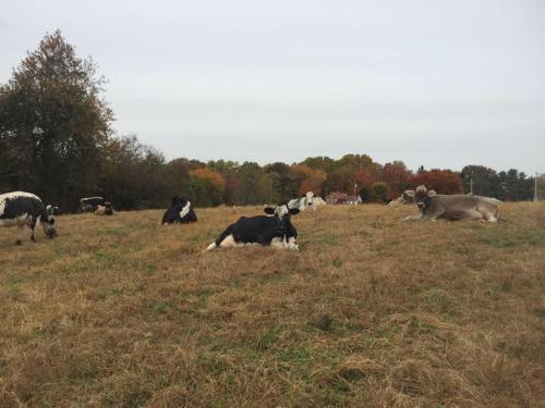 A group of cows resting in a grassy field with trees in the background, displaying autumn colors.