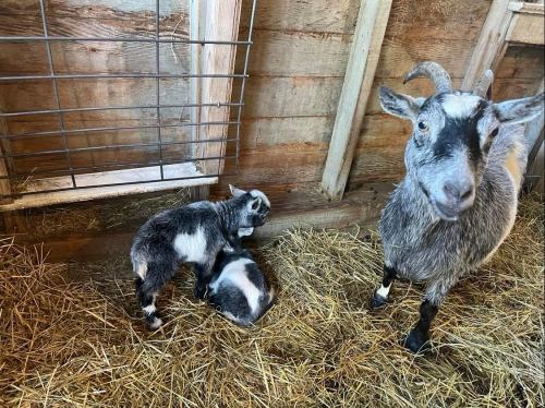 Two baby goats play on the straw-covered floor of a barn, while an adult goat stands nearby.