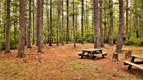 A serene forest scene with tall pine trees, scattered picnic tables, and a carpet of pine needles on the ground.