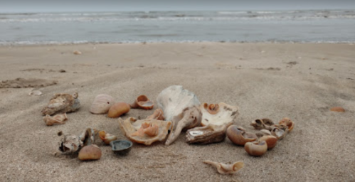 A collection of seashells and stones scattered on a sandy beach with the ocean in the background.