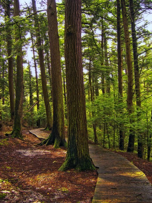 A wooden path winding through a lush green forest with tall trees and dappled sunlight filtering through the leaves.