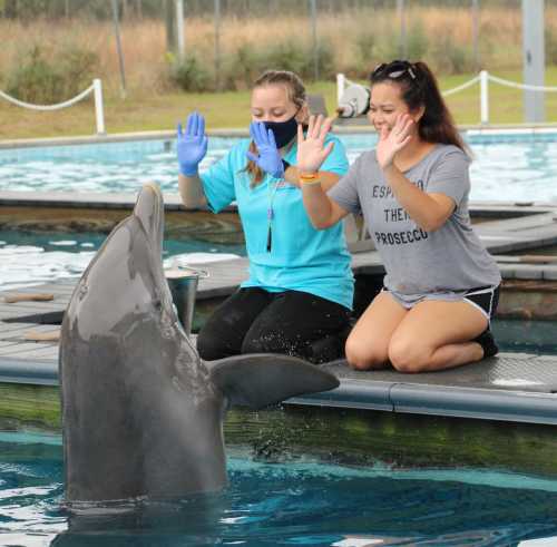 Two women interact with a dolphin at a marine facility, raising their hands in a playful gesture.