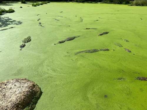 A green, algae-covered pond with visible animal tracks and patches of land.