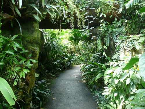 A lush, green pathway surrounded by dense tropical plants and ferns, leading through a serene garden.
