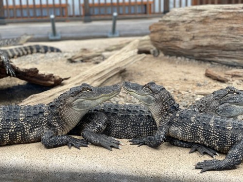 A group of alligators resting on a sandy surface near logs in a zoo or wildlife setting.