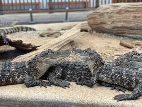 A group of alligators resting on a sandy surface near logs in a zoo or wildlife setting.