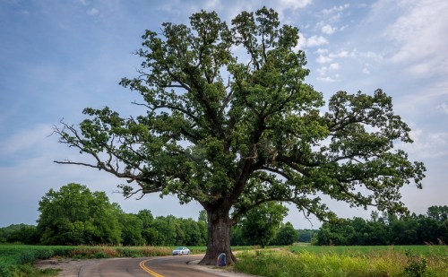 A large, leafy tree stands beside a winding road, surrounded by green fields and a clear blue sky.