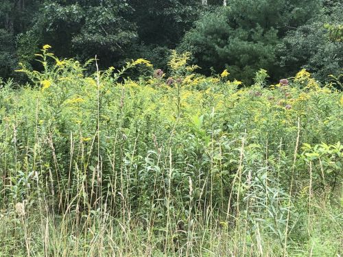 A dense field of tall green plants with yellow flowers, surrounded by trees in a natural setting.