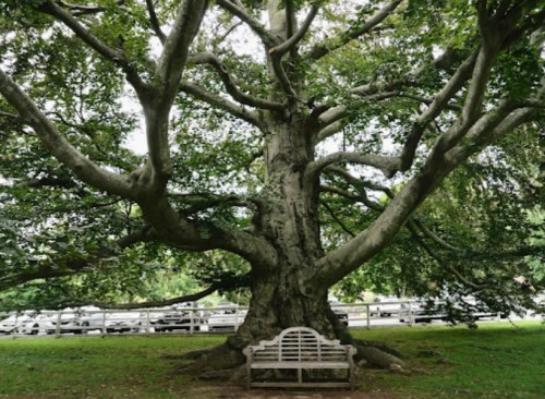 A large, sprawling tree with wide branches and a white bench underneath, set in a green park area.