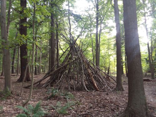 A teepee structure made of sticks stands in a forest surrounded by tall trees and fallen leaves.