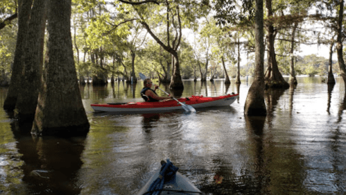 A person paddles a red kayak through a serene, tree-lined waterway on a sunny day.