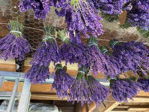 Bunches of dried lavender hanging upside down against a wooden background.