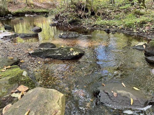 A serene stream flows over smooth stones, surrounded by lush greenery and fallen leaves in a tranquil forest setting.
